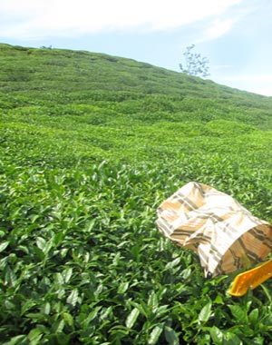 Türkiye Tarım Havzaları Üretim ve Destekleme Modeline Göre Yaş Çay Üreticilerine 2021Yılı Yaş Çay Ürünü İçin Fark Ödemesi Desteği Yapılmasına Dair Tebliğ (No: 2021/51) / 31 Aralık 2021 Tarihli ve 31706 Sayılı Resmî Gazete