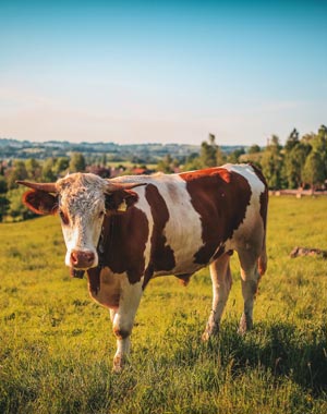 gıda, tarım ve hayvancılık bakanlığı: hayvan hastalıkları nedeniyle yasak konulan ülkeler ve yasaklanan maddeler listesi